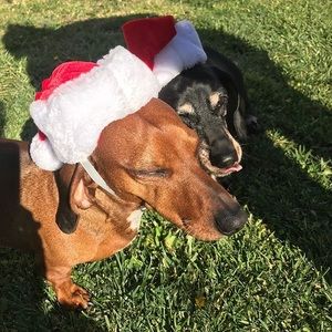 Meet your Posher, Brock